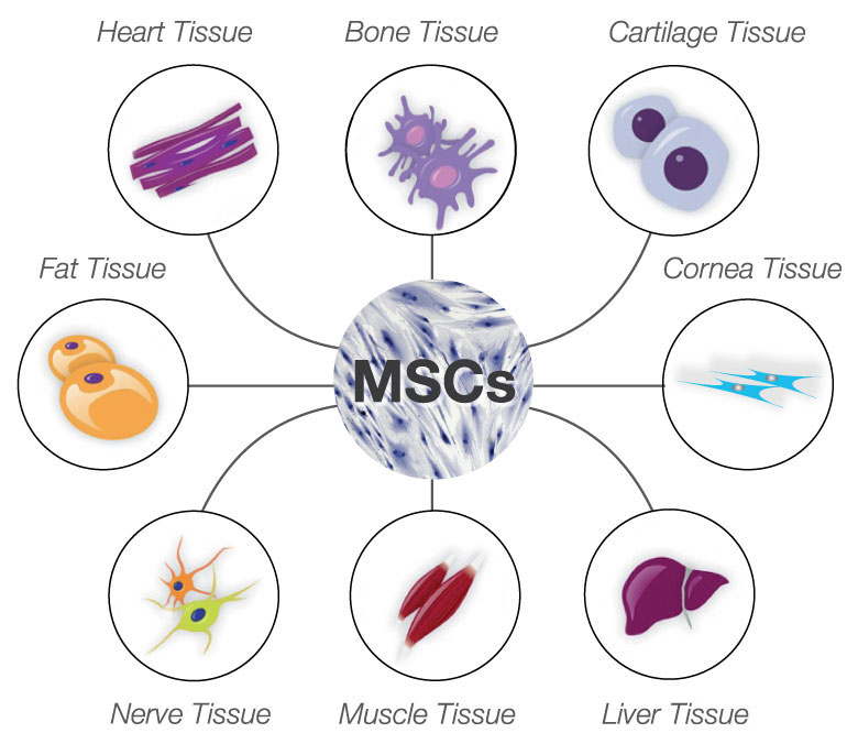 type of mesenchymal stem cells 幹細胞的種類 pet stem cell therapy 寵笏幹細胞治療 幹細胞的種類