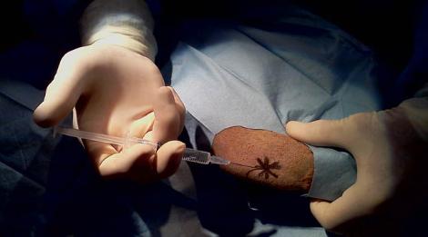 寵笏幹細胞治的好處 pet stem cell therapy 寵笏幹細胞治療 好處