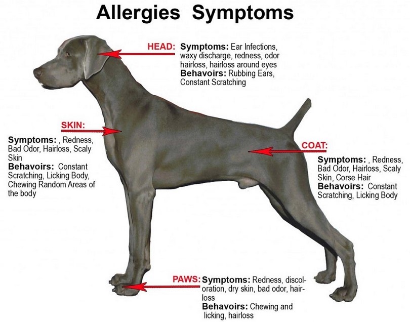 dog food allergy
