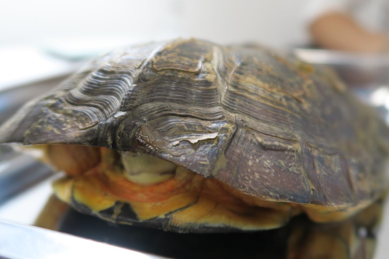 siubo the turtle recovered