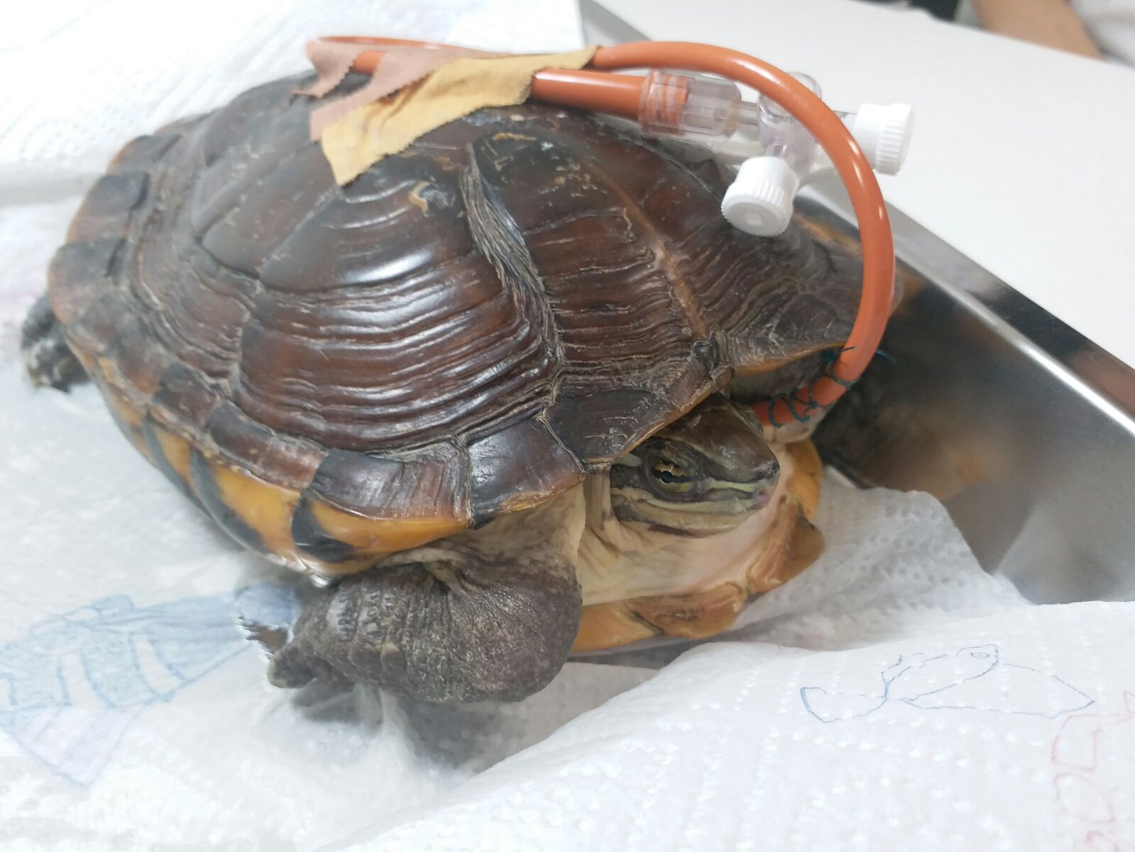 turtle follicular stasis