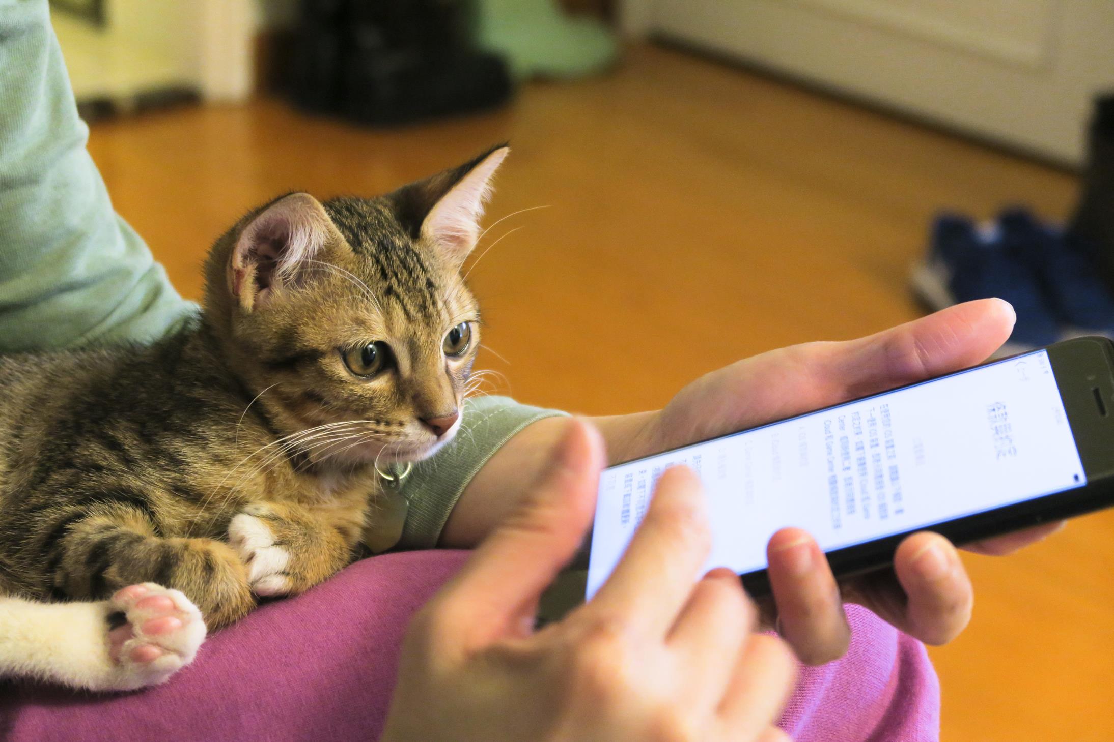 simba the cat simba the cat