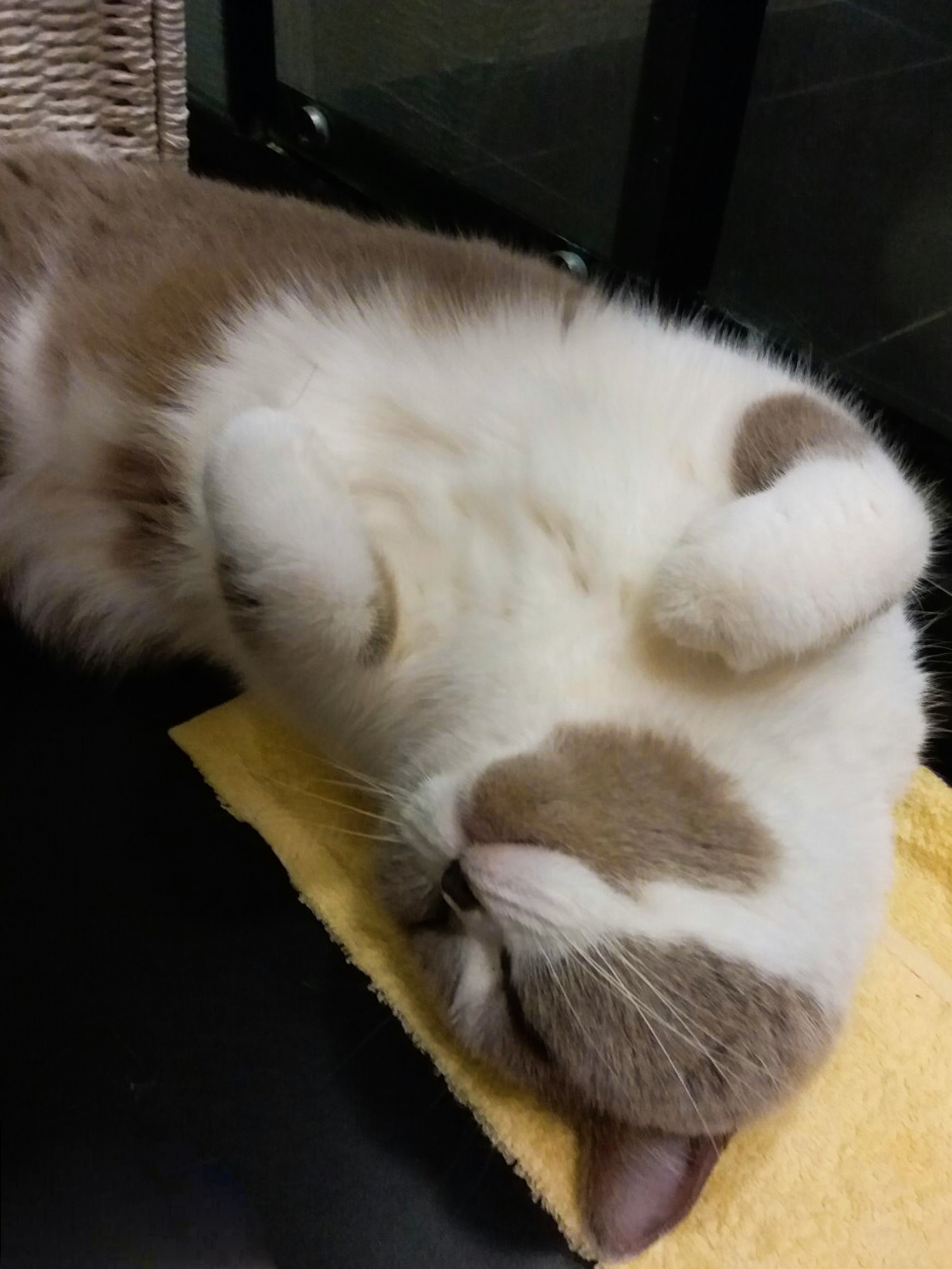 cat recovering cat mint