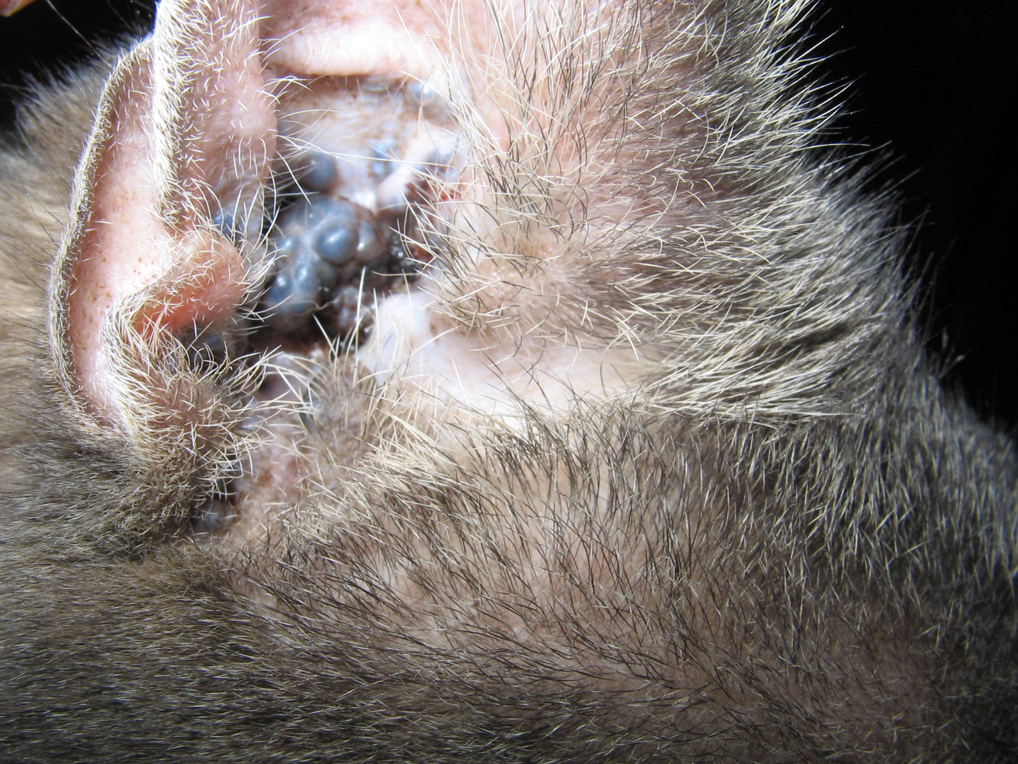 ceruminous adenoma cats ceruminous adenoma cats