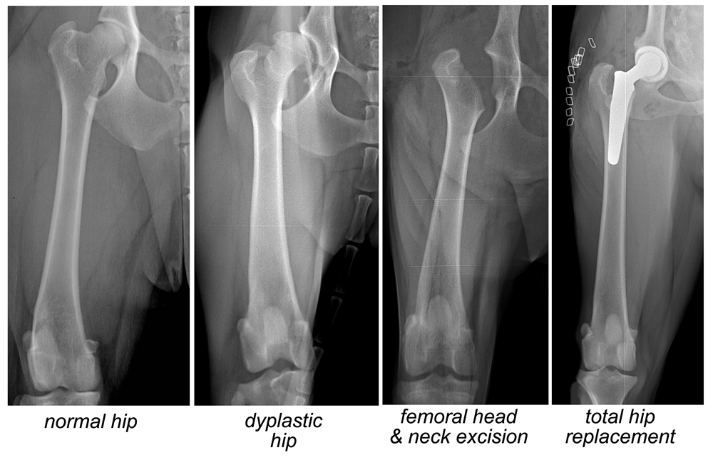dog hip d x ray dog hip d x ray