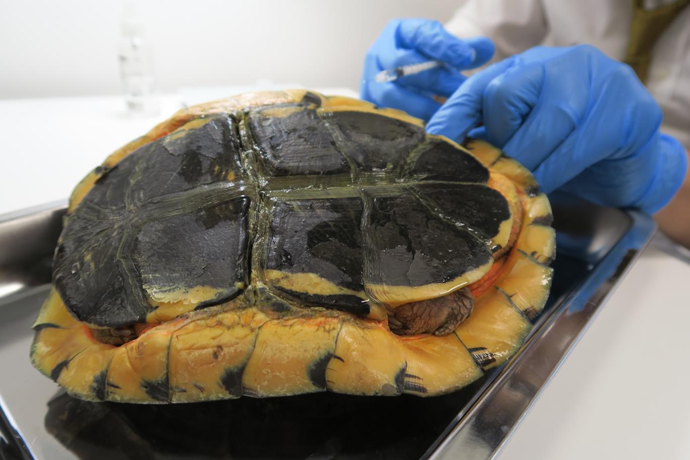 siubo the turtle recovered 2 siubo the turtle recovered 2