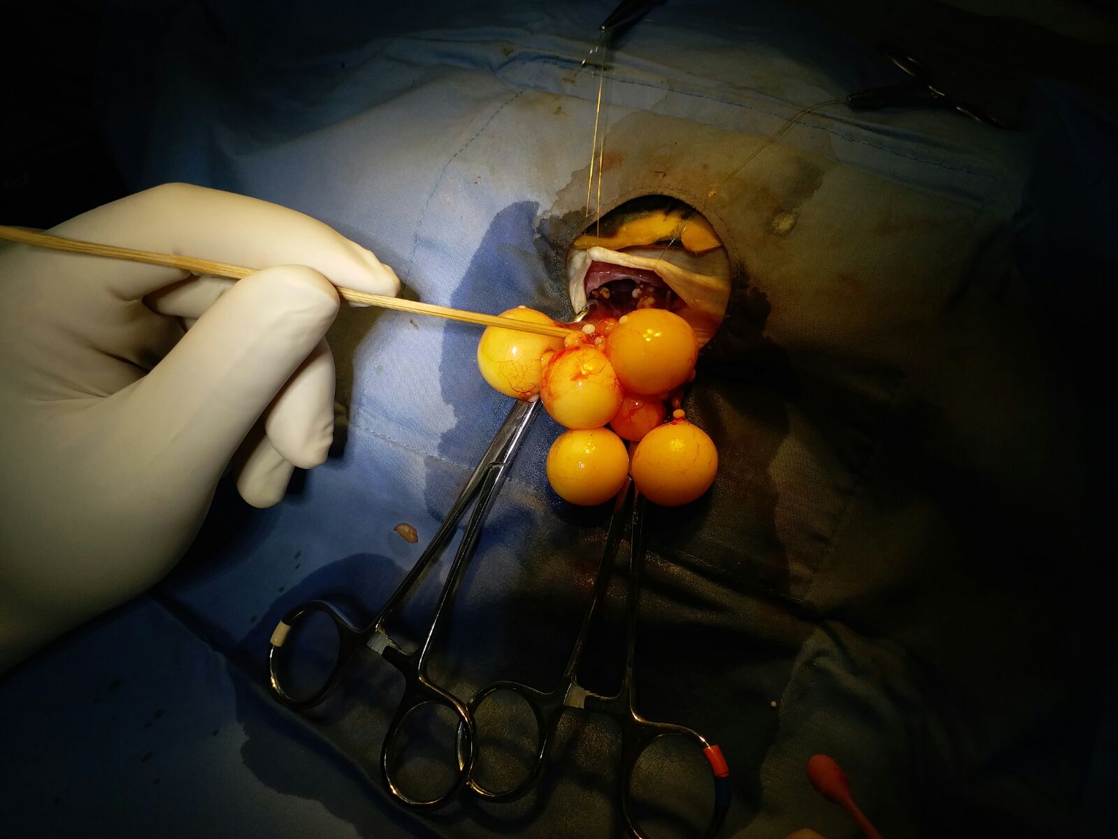 turtle follicular stasis turtle follicular stasis