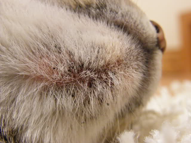 猫毛囊炎 症状图片